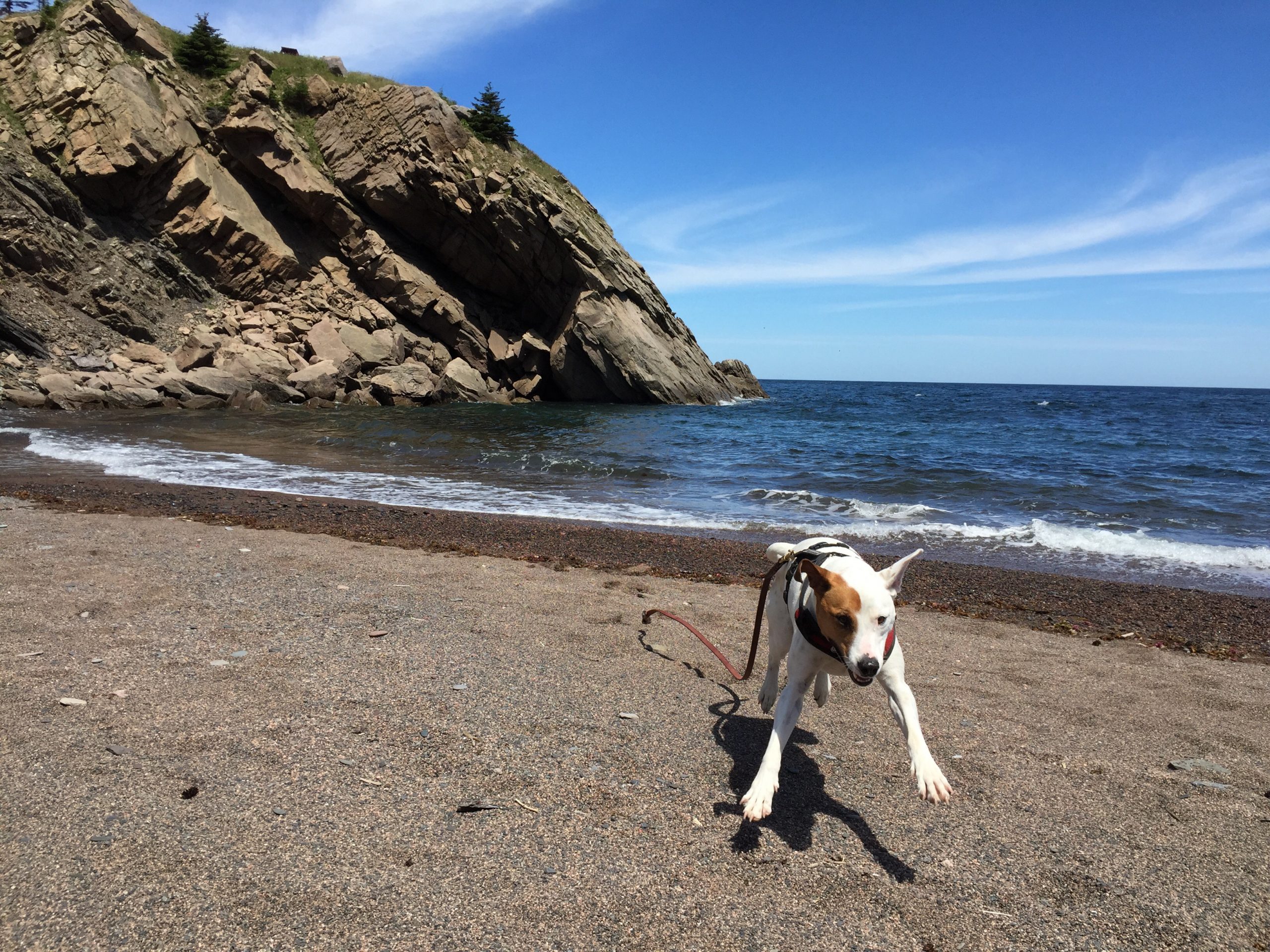 happy dog runs on beach with leash flying behind