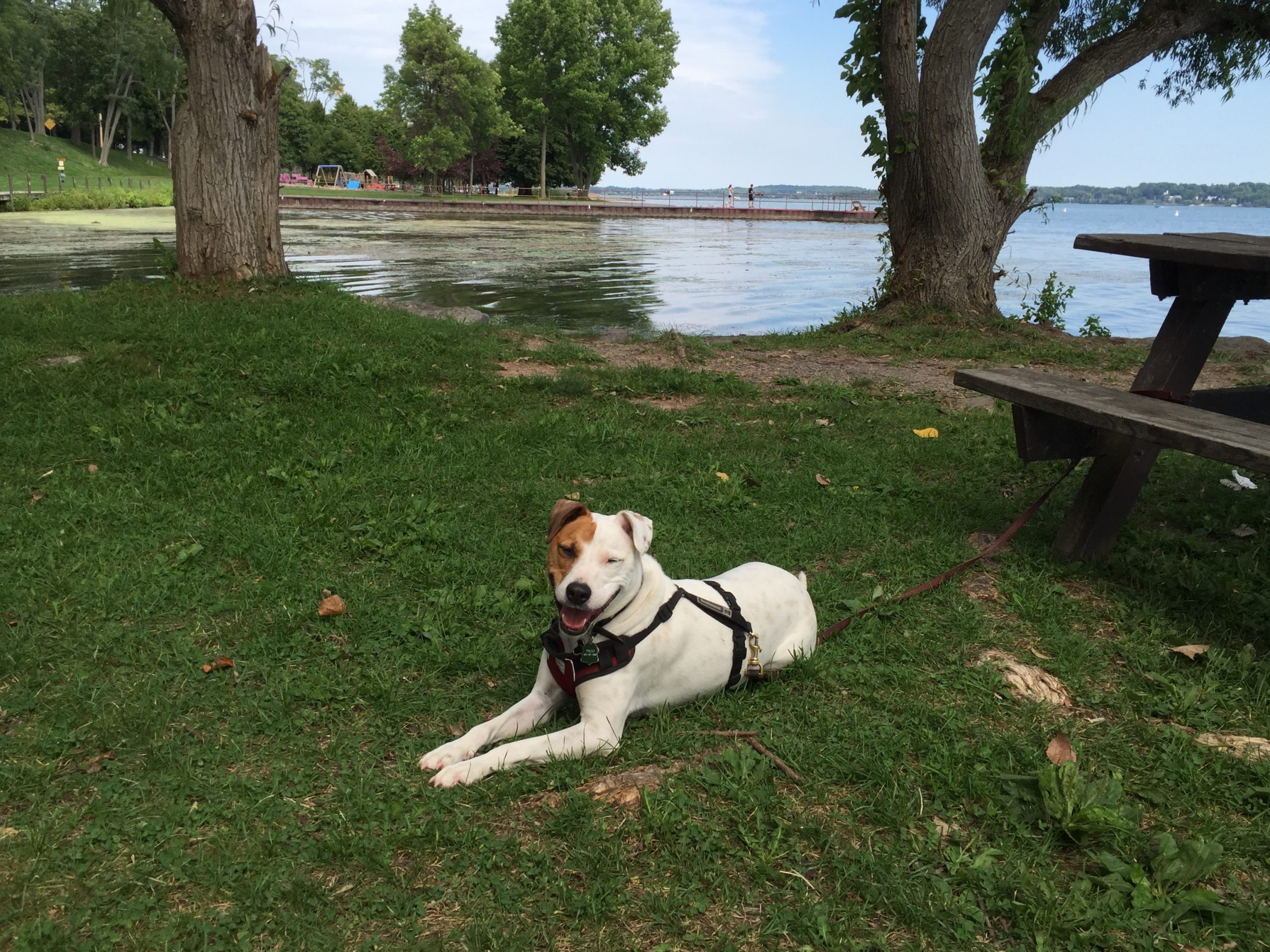 dog sitting by a picnic bench near Cayuga Lake