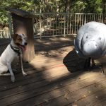 a dog warily eyes a wooden manatee exhibit at Manatee Springs State Park