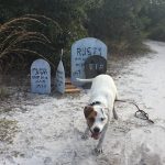 a dog frolics in front of some handmade halloween decorations