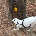 A dog sniffs around a "gnome home" built into a tree