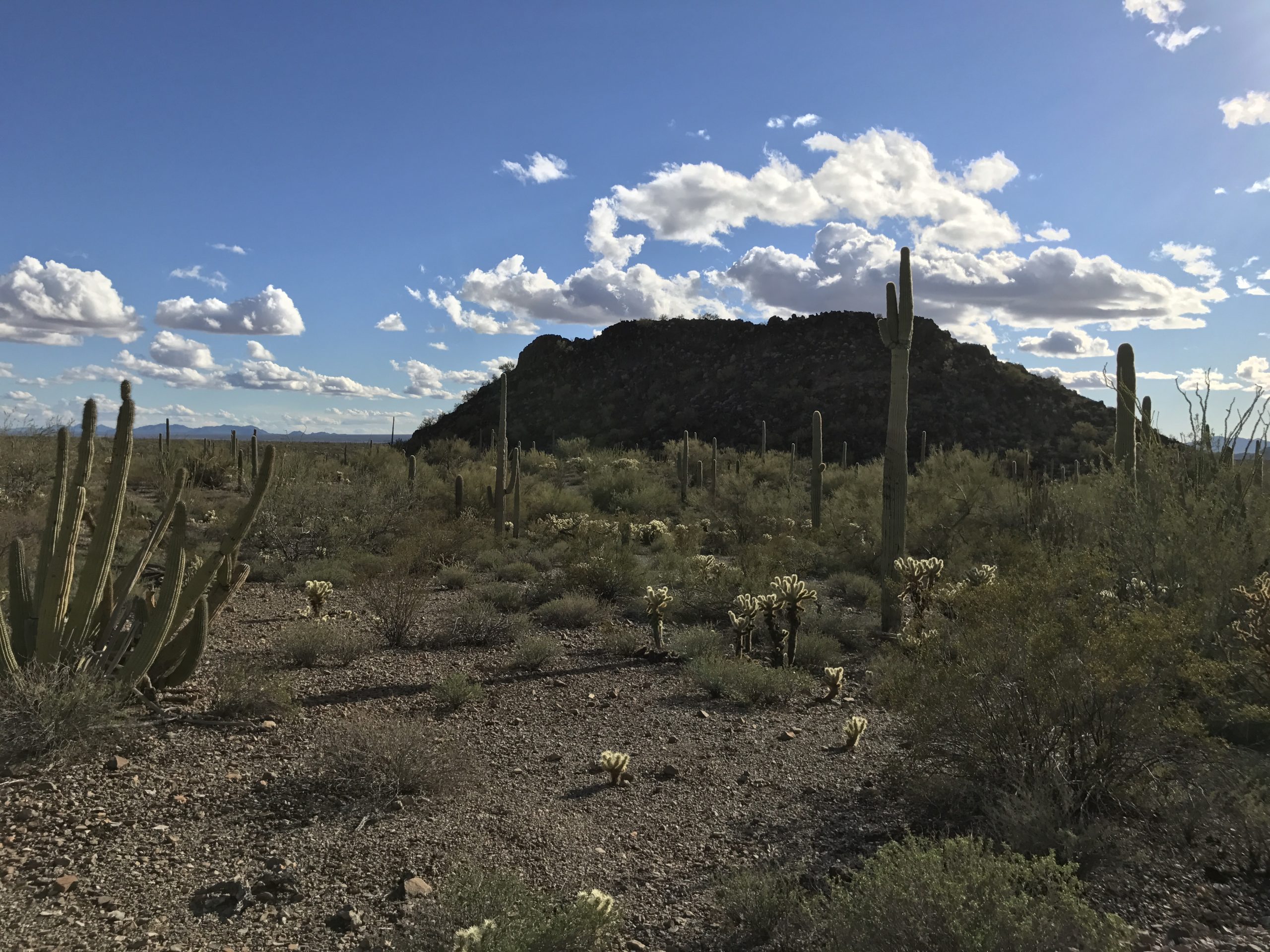 Saguaro cacti in front of a lone mountain throw long shadows toward an organ pipe cactus