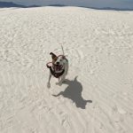 Dancing dog at White Sands National Monument