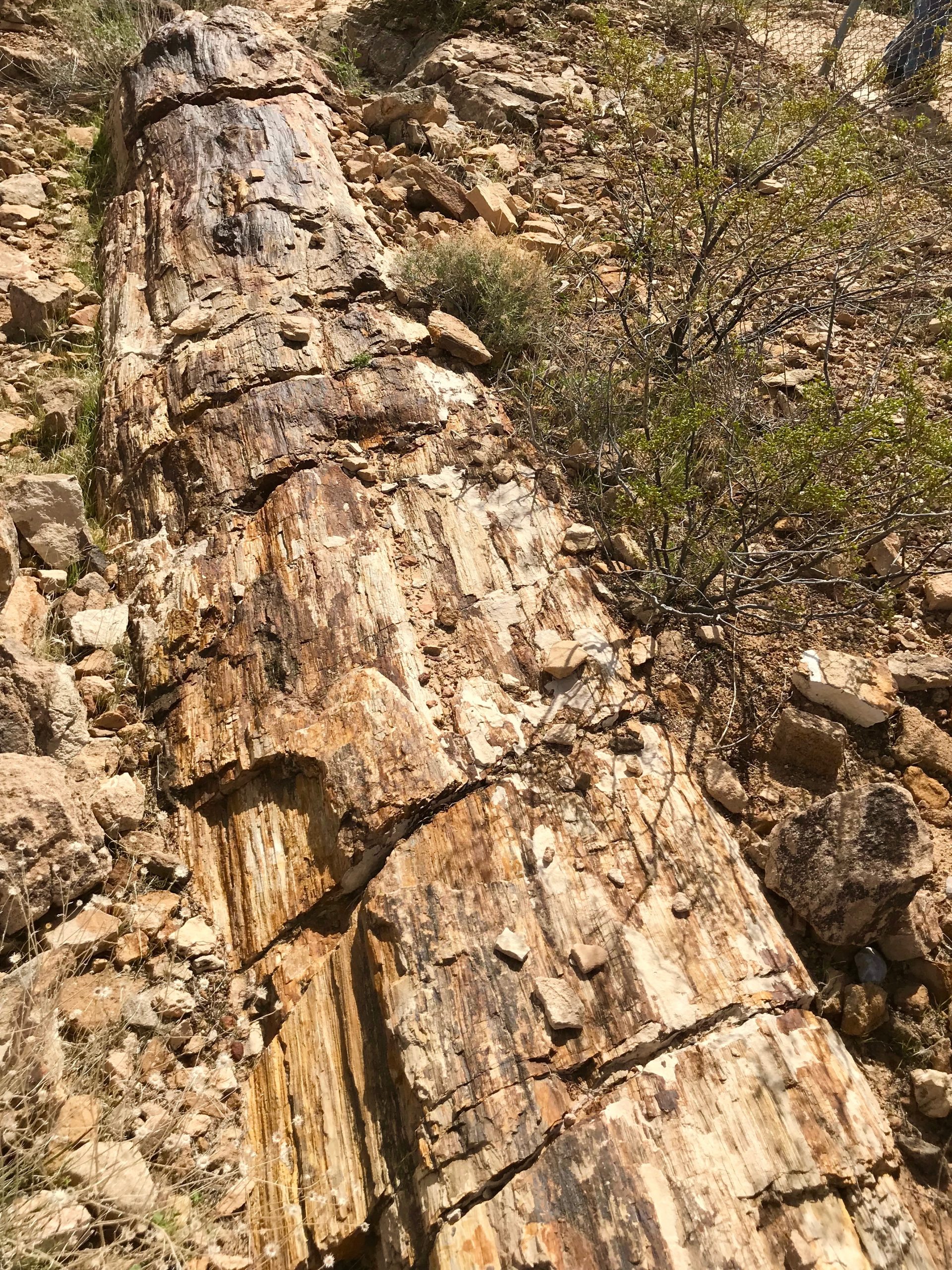 Petrified Log in Valley Of Fire State Park in Nevada