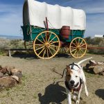 Rover the adventuring dog stands in front of a covered wagon replica